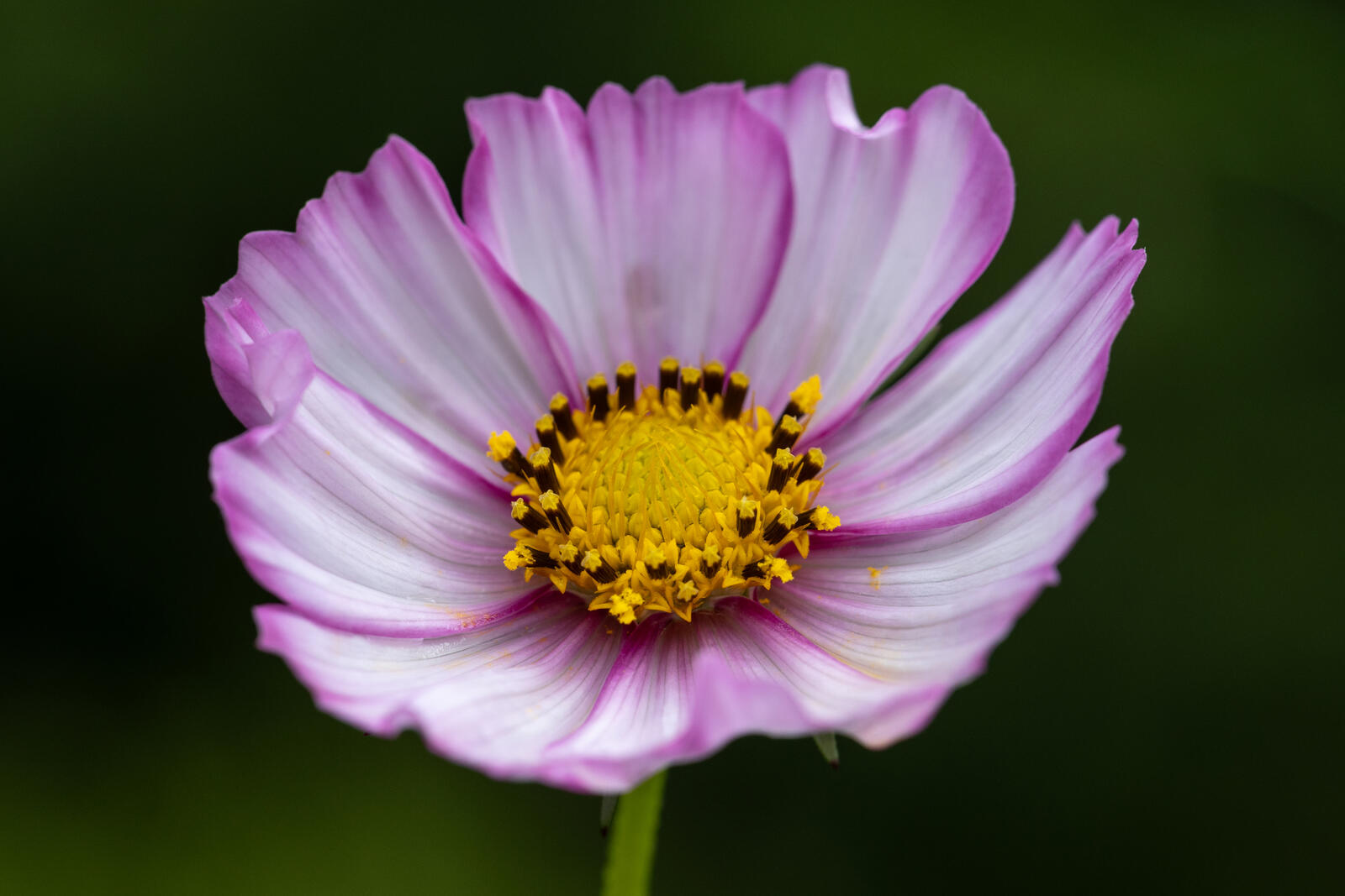 Free photo Wallpaper with a pink flower and a yellow center.