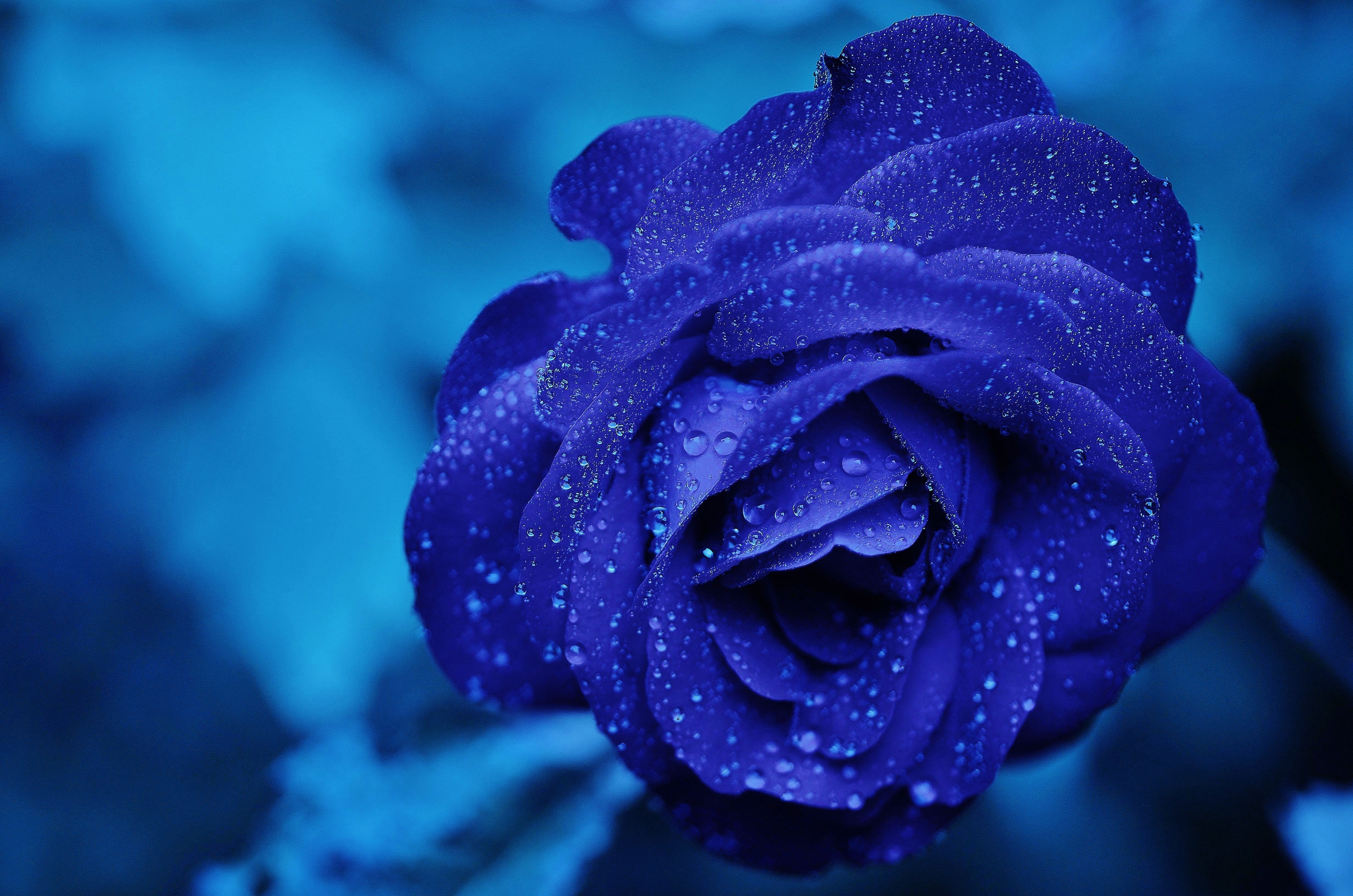 Free photo A blue rose with dewdrops on its petals.