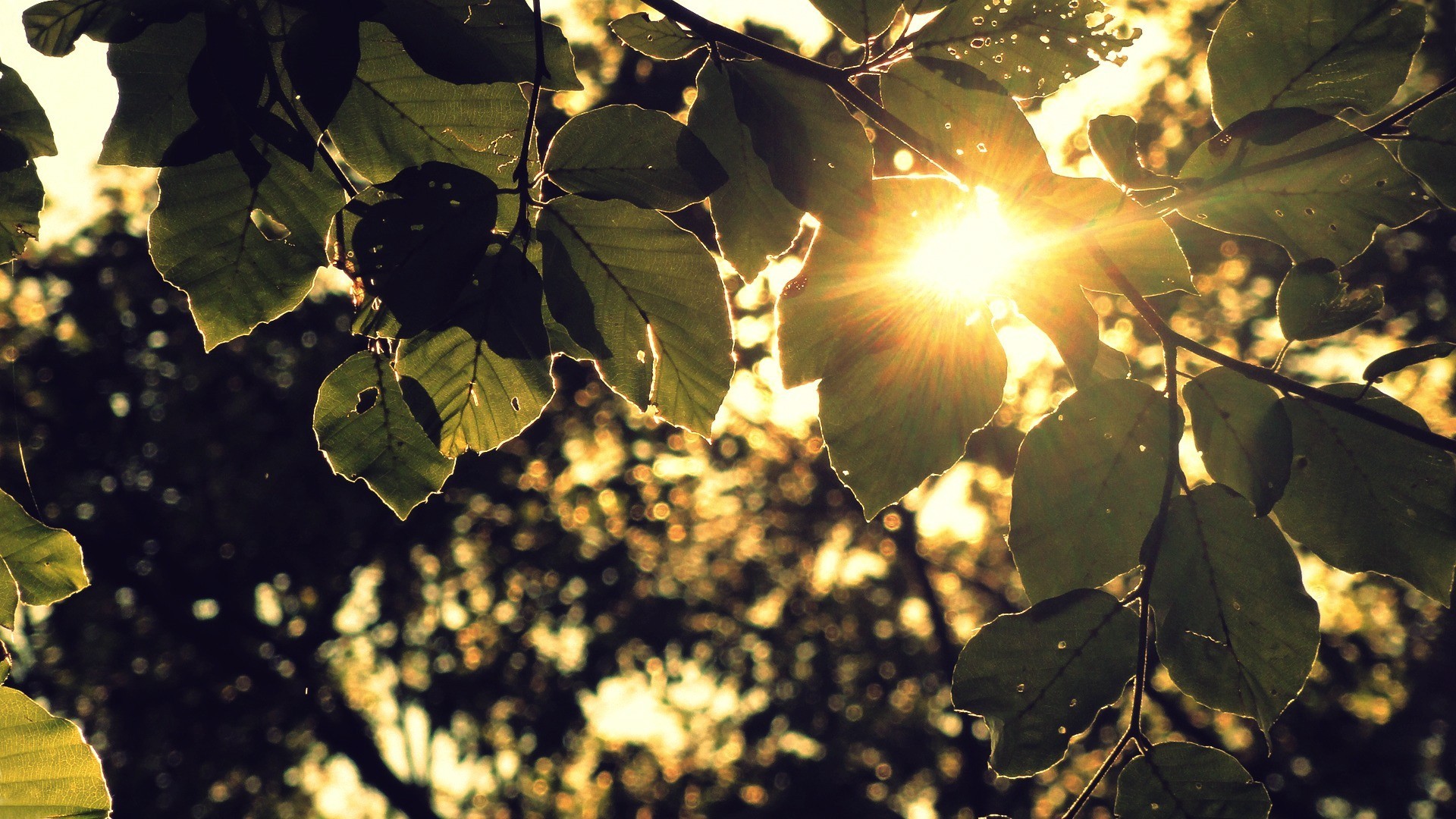 Бесплатное фото Первые лучики солнца через зеленые листики березы