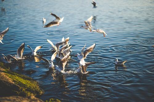 A flock of gulls on the riverbank
