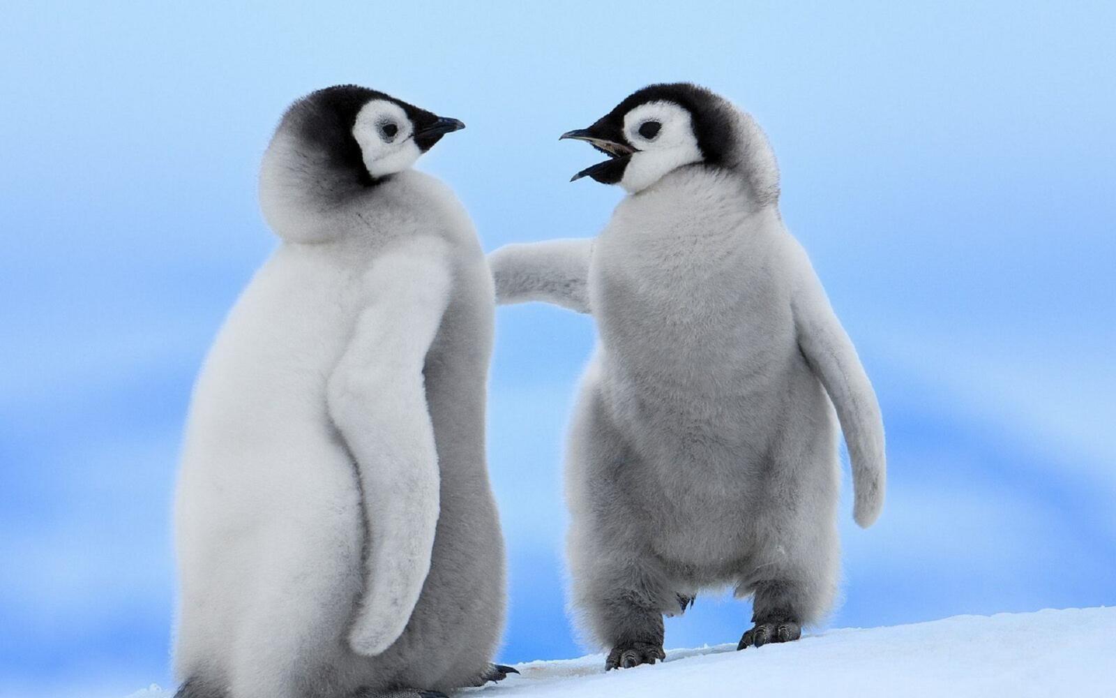 Бесплатное фото Два веселых пингвина