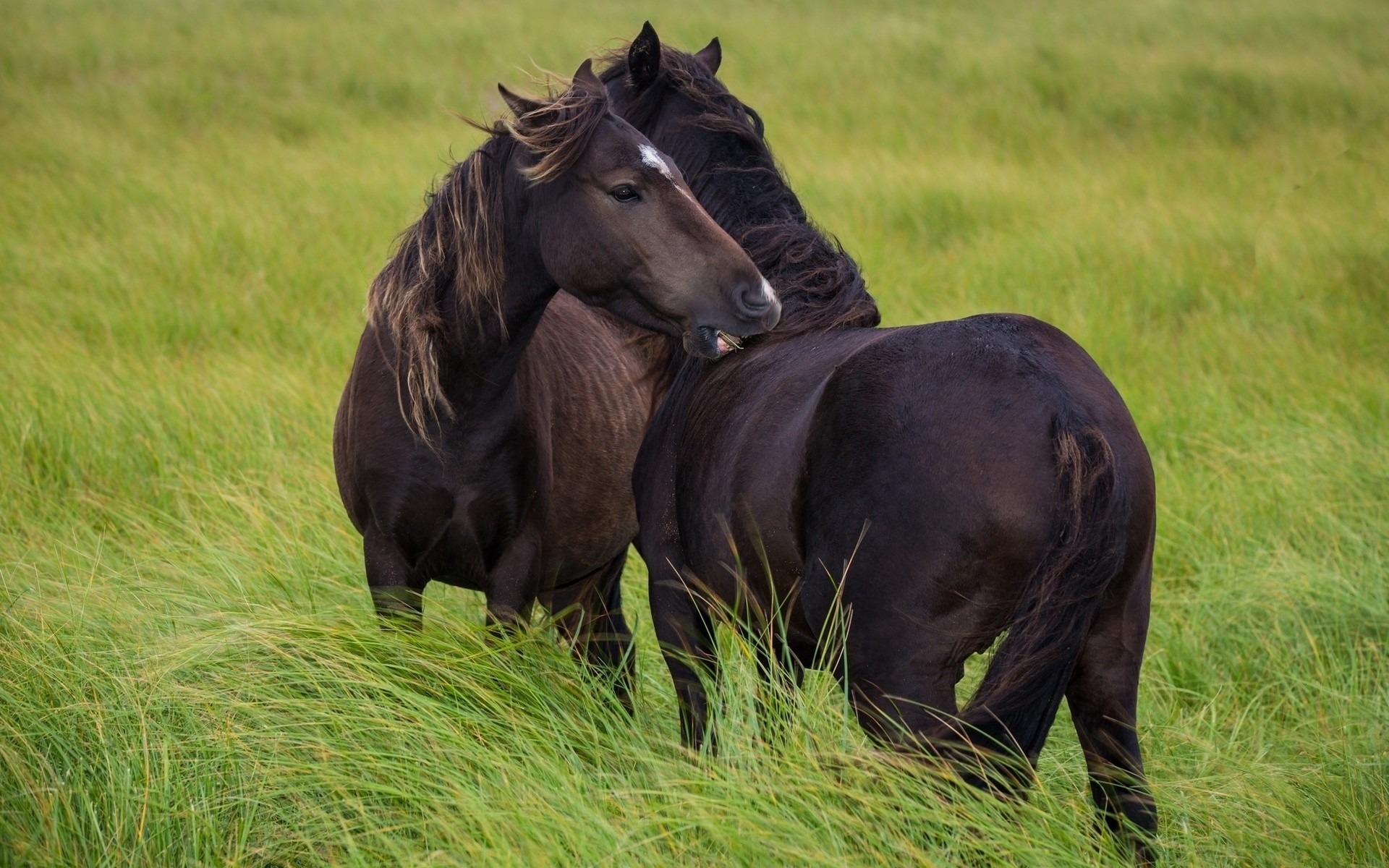 绿茵场上的两匹黑马