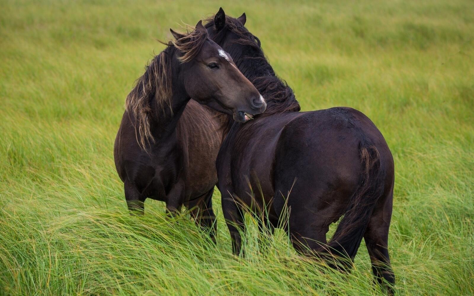 Free photo Two black horses on a green field