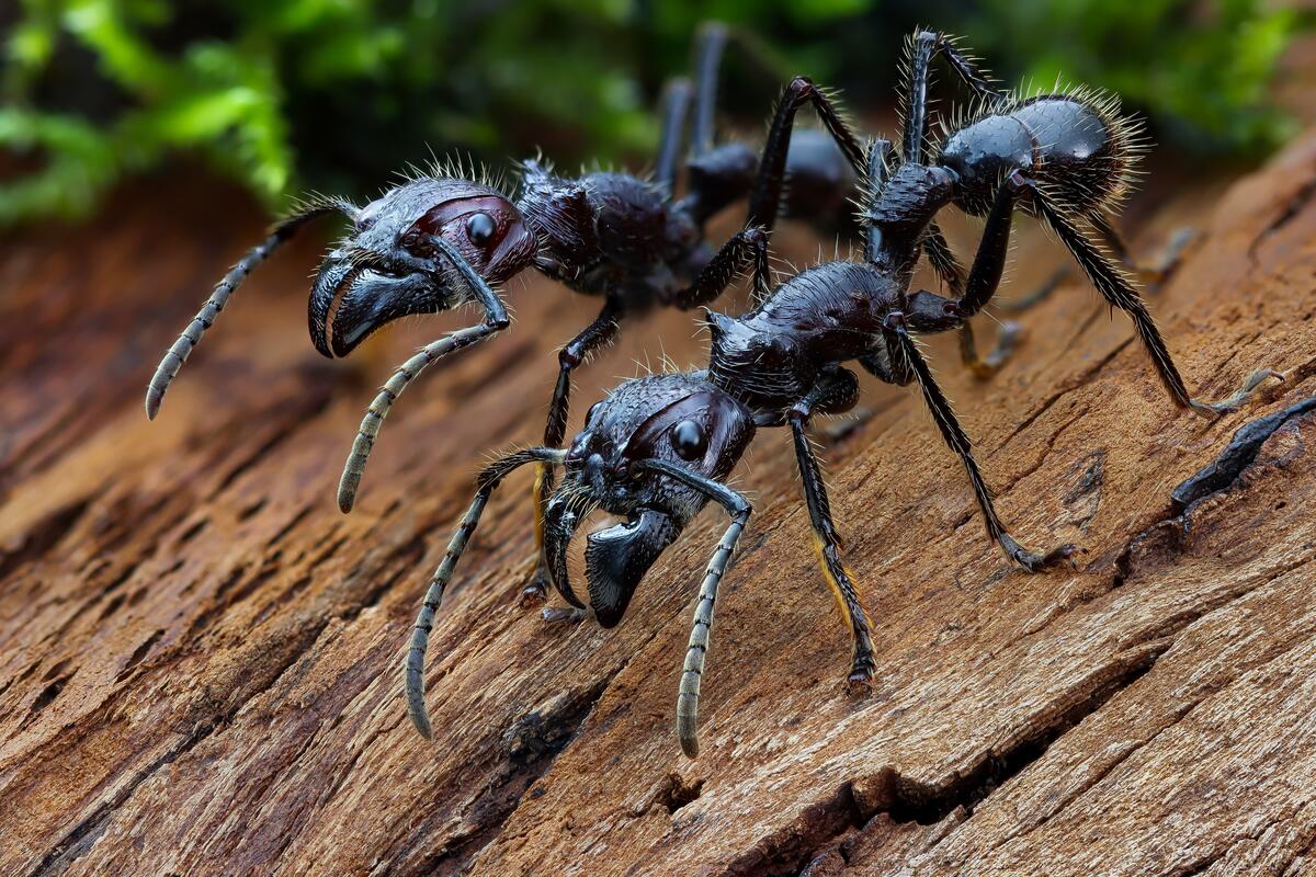 Black needle ants