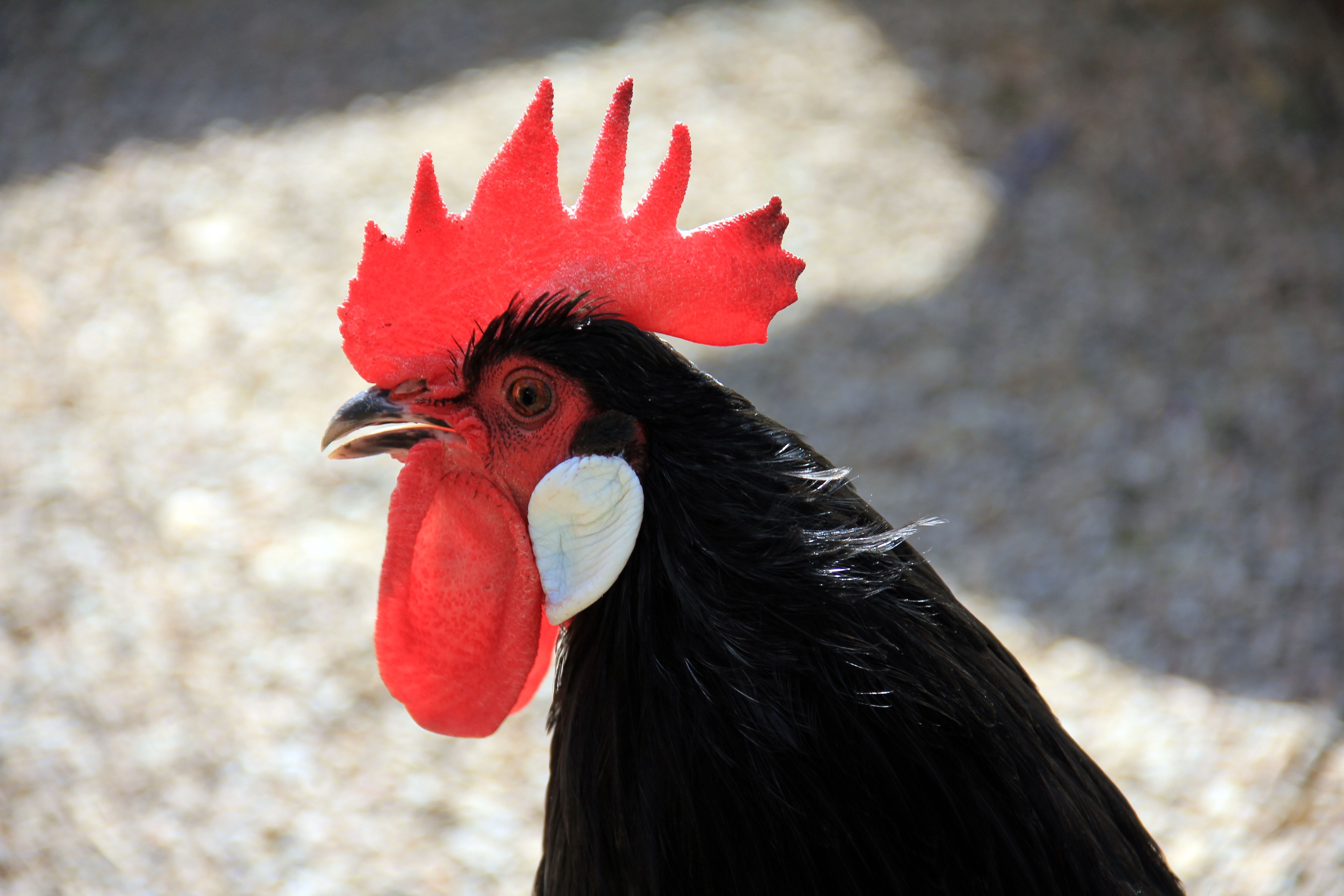免费照片一只带有红色徽章的黑色公鸡。