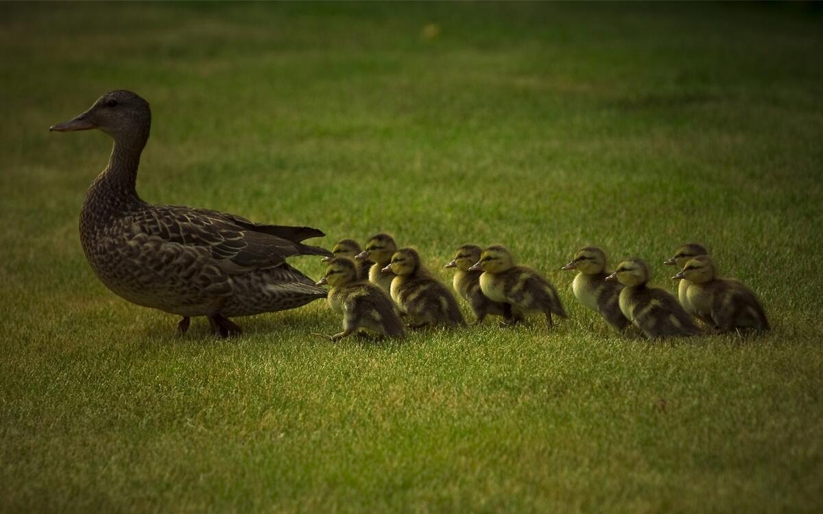 Duck and cubs on the lawn