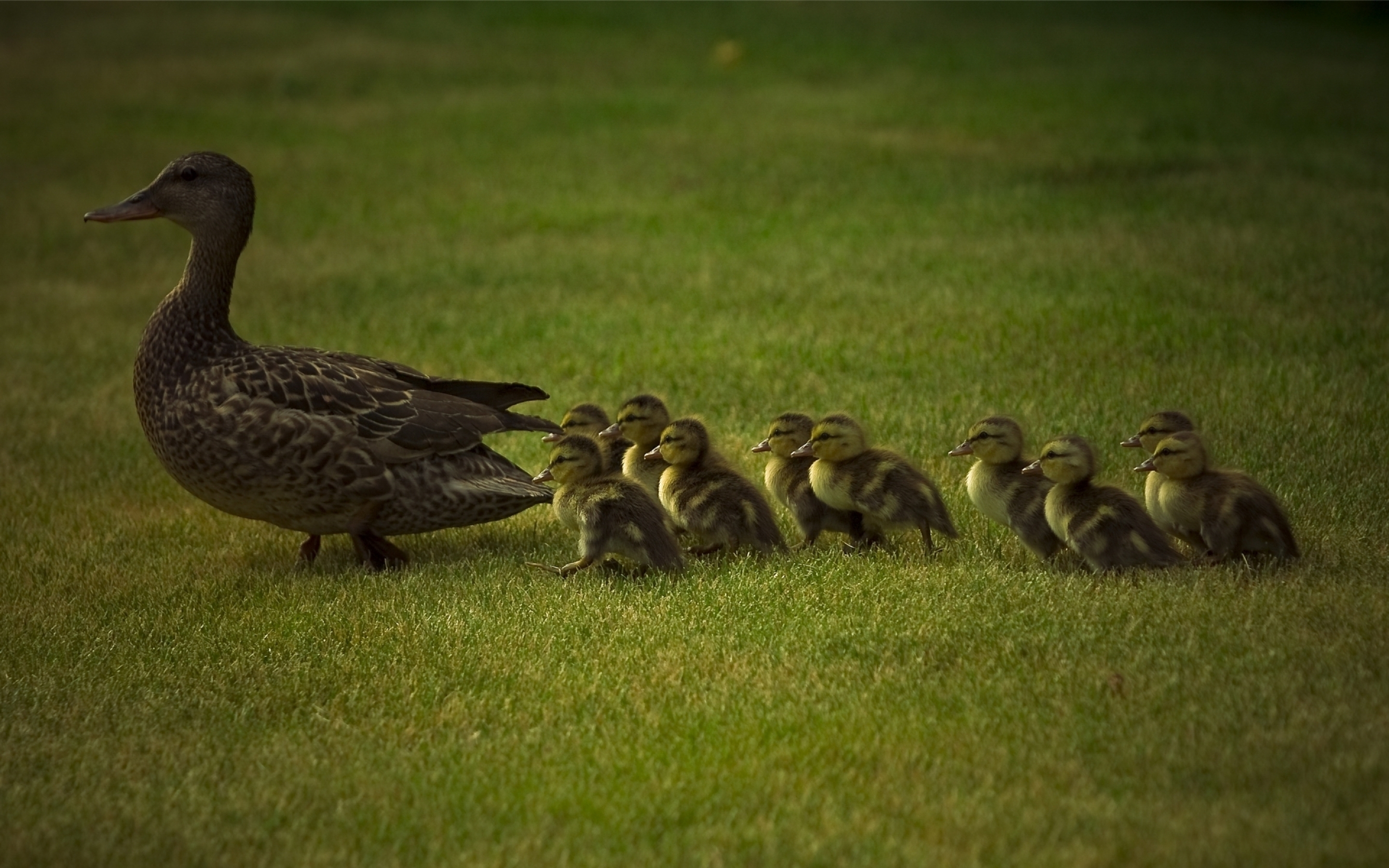 Free photo Duck and cubs on the lawn