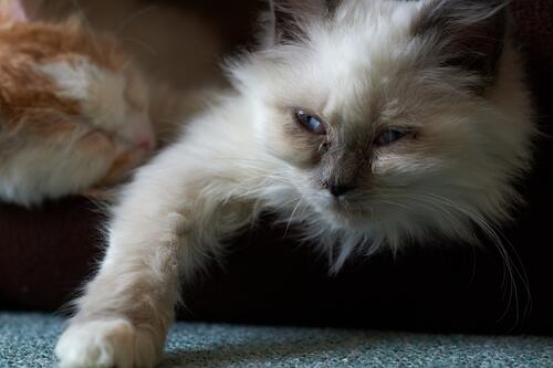 Сонный кот с голубыми глазами