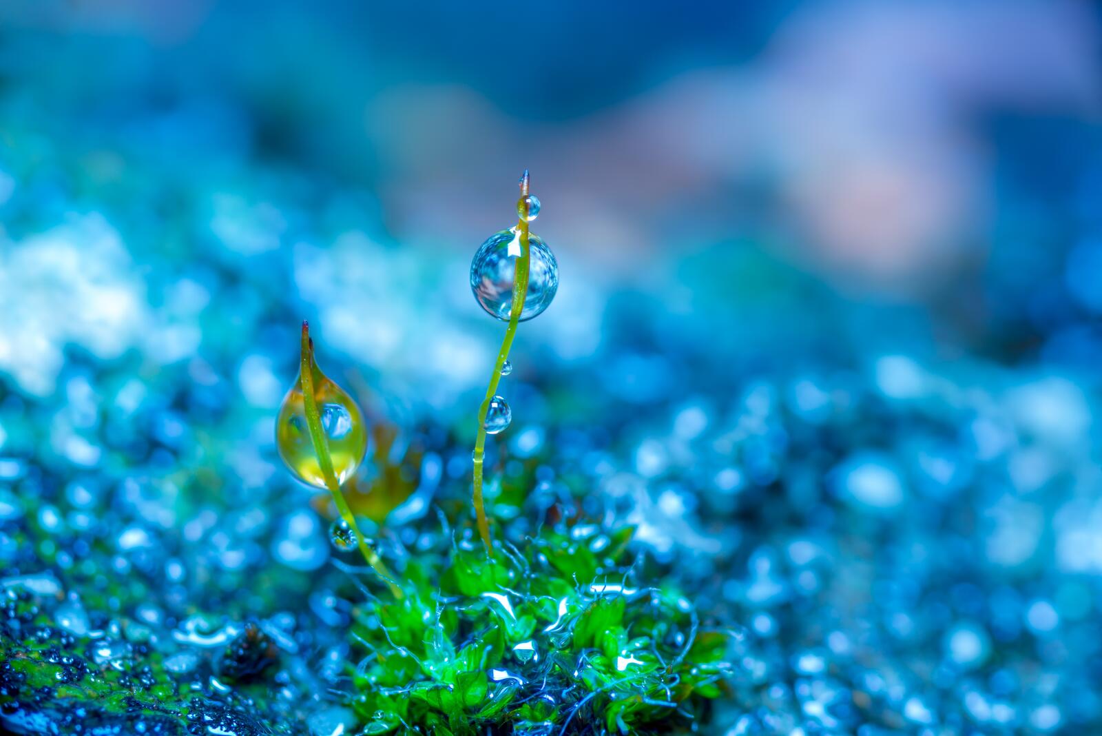 免费照片水滴覆盖了小植物