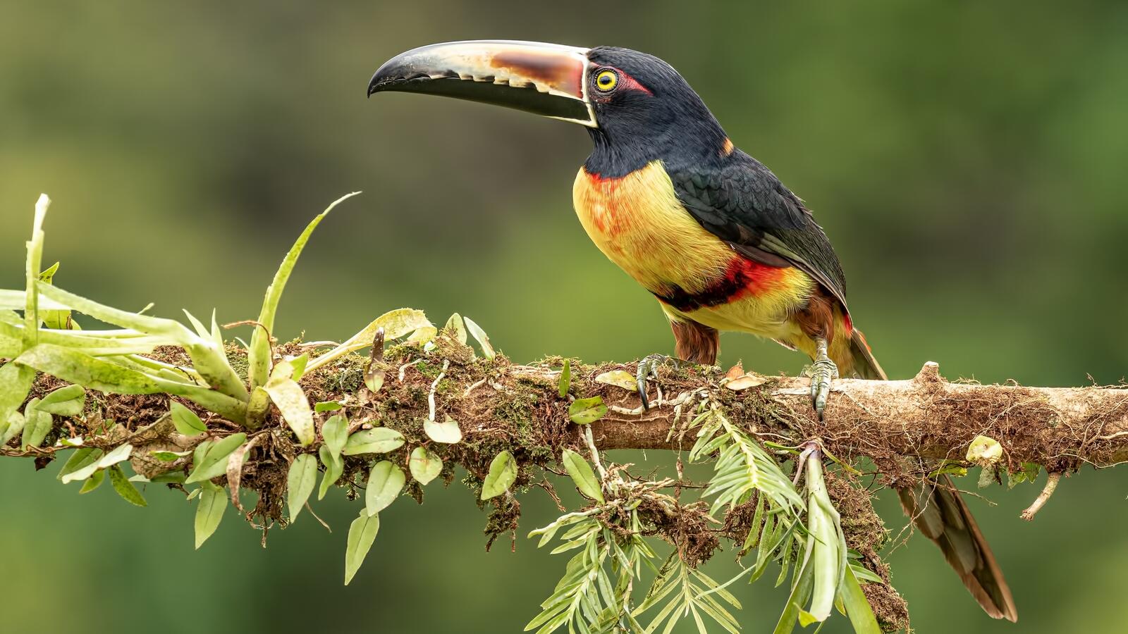 Free photo A toucan sits on a tree branch in the jungle