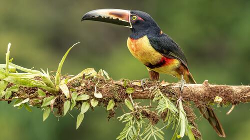 A toucan sits on a tree branch in the jungle