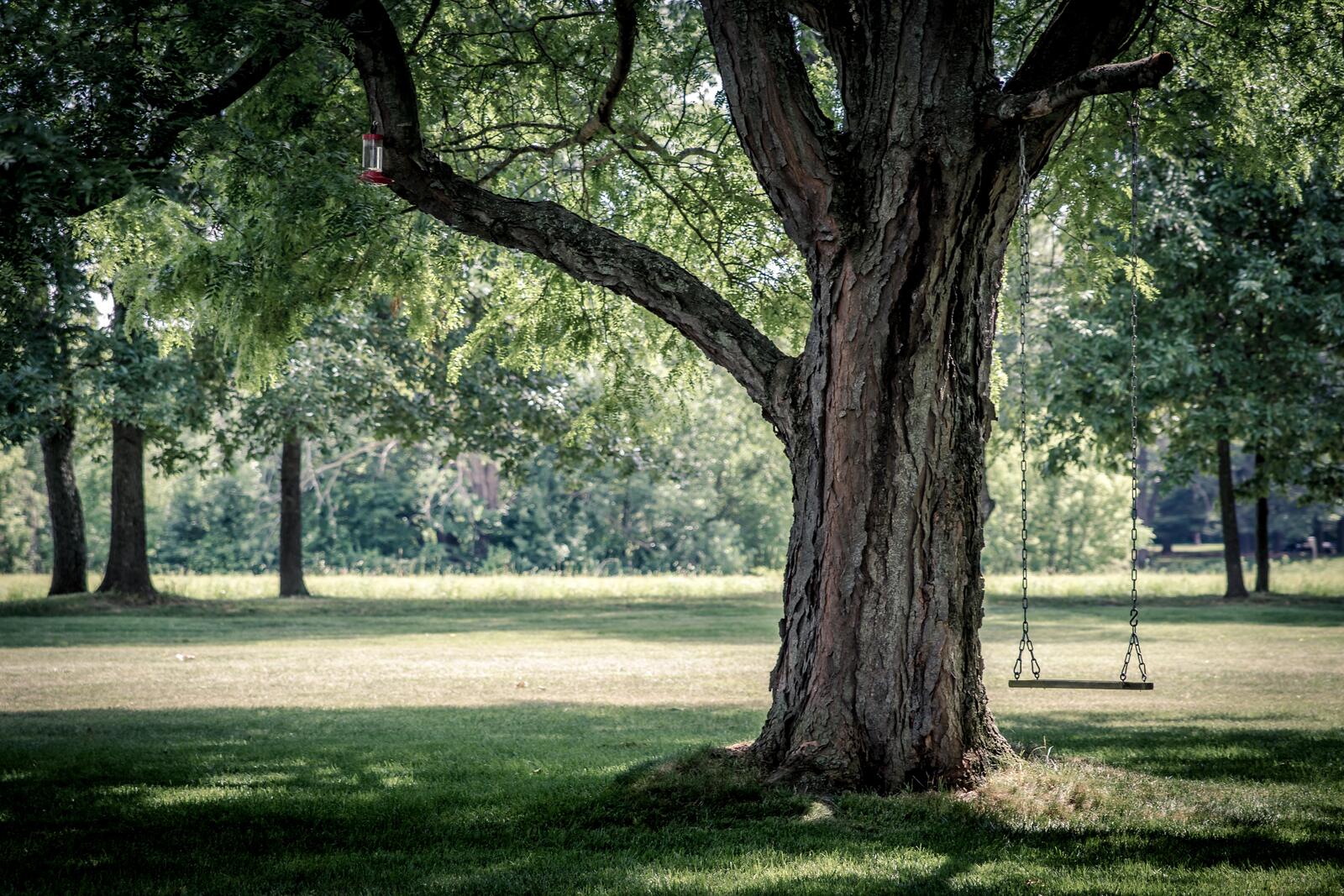 Бесплатное фото Большие толстые деревья в парке