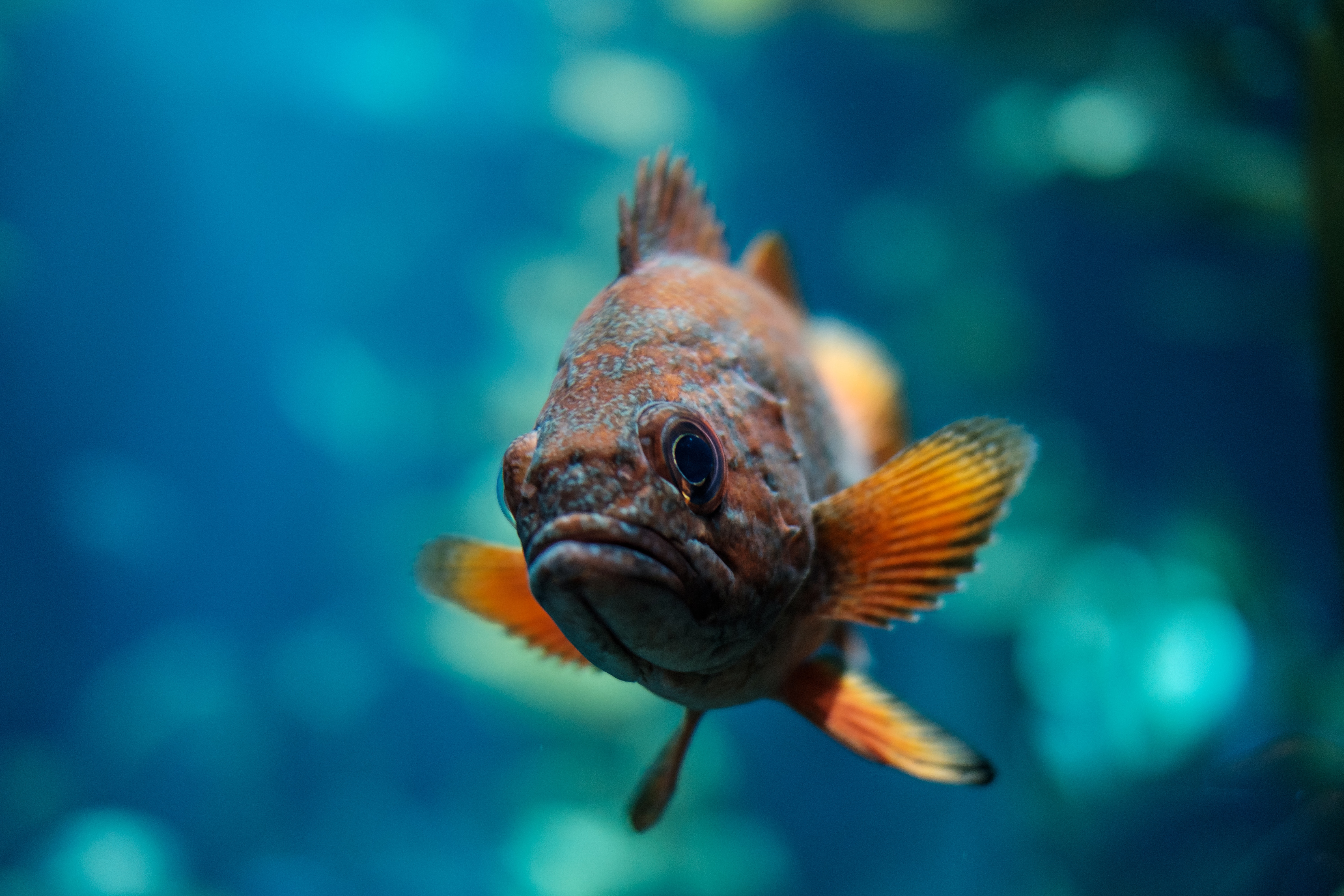 Бесплатное фото Грустная рыба в аквариуме