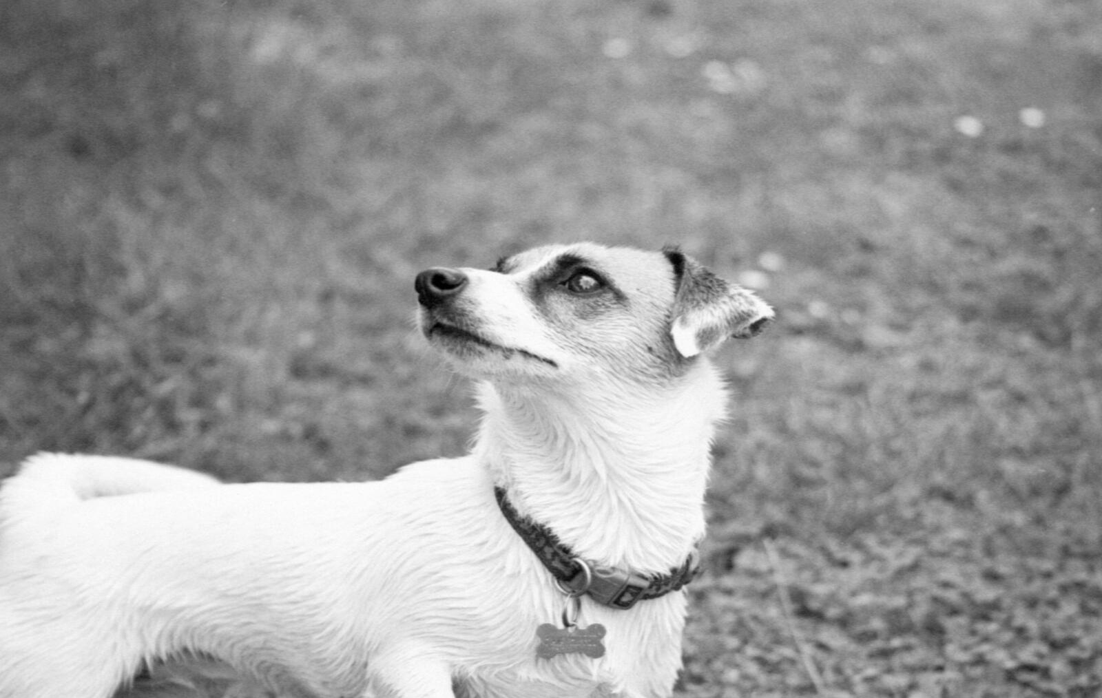 Free photo White Jack Russell Terrier