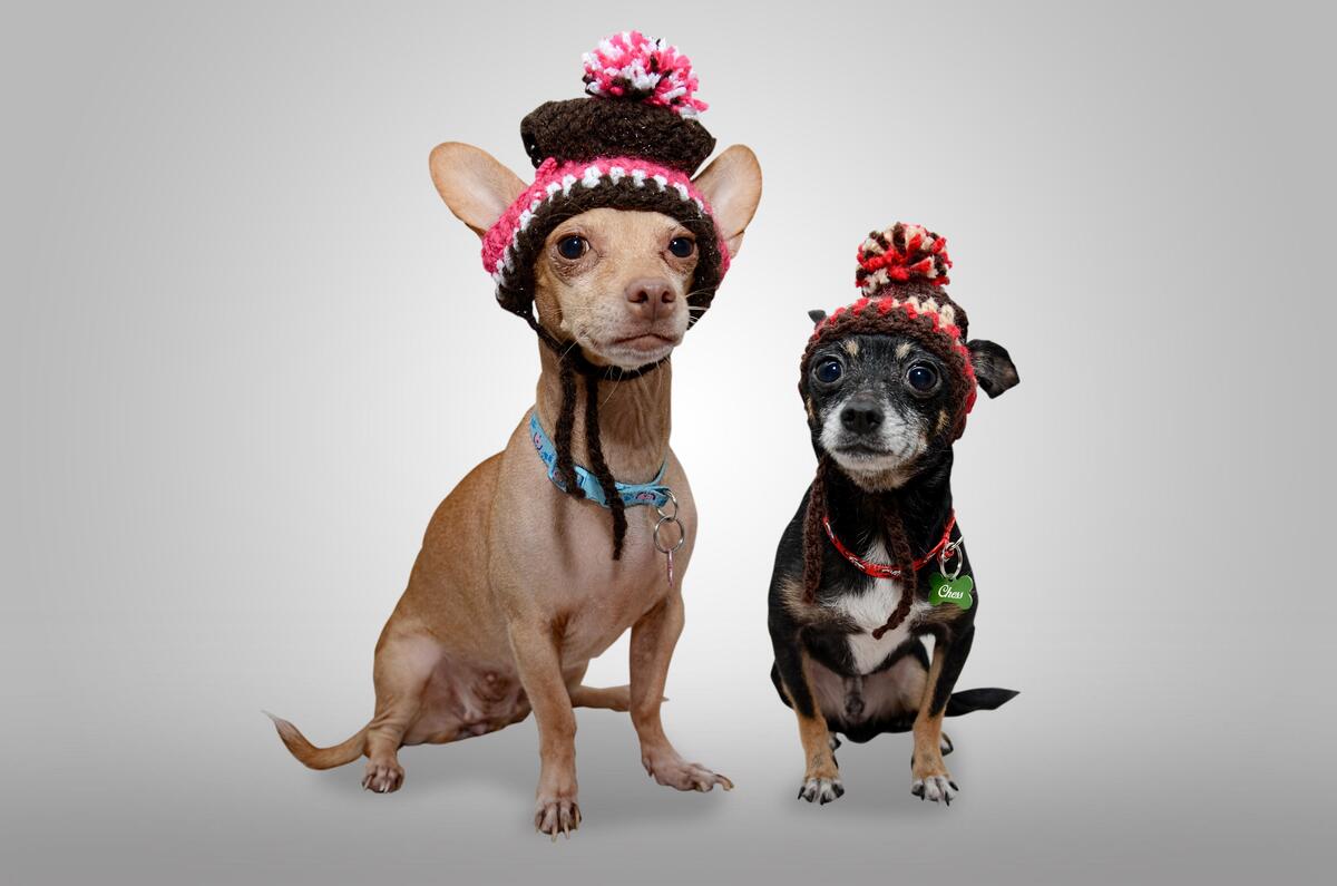 Chihuahua puppies in a winter hat