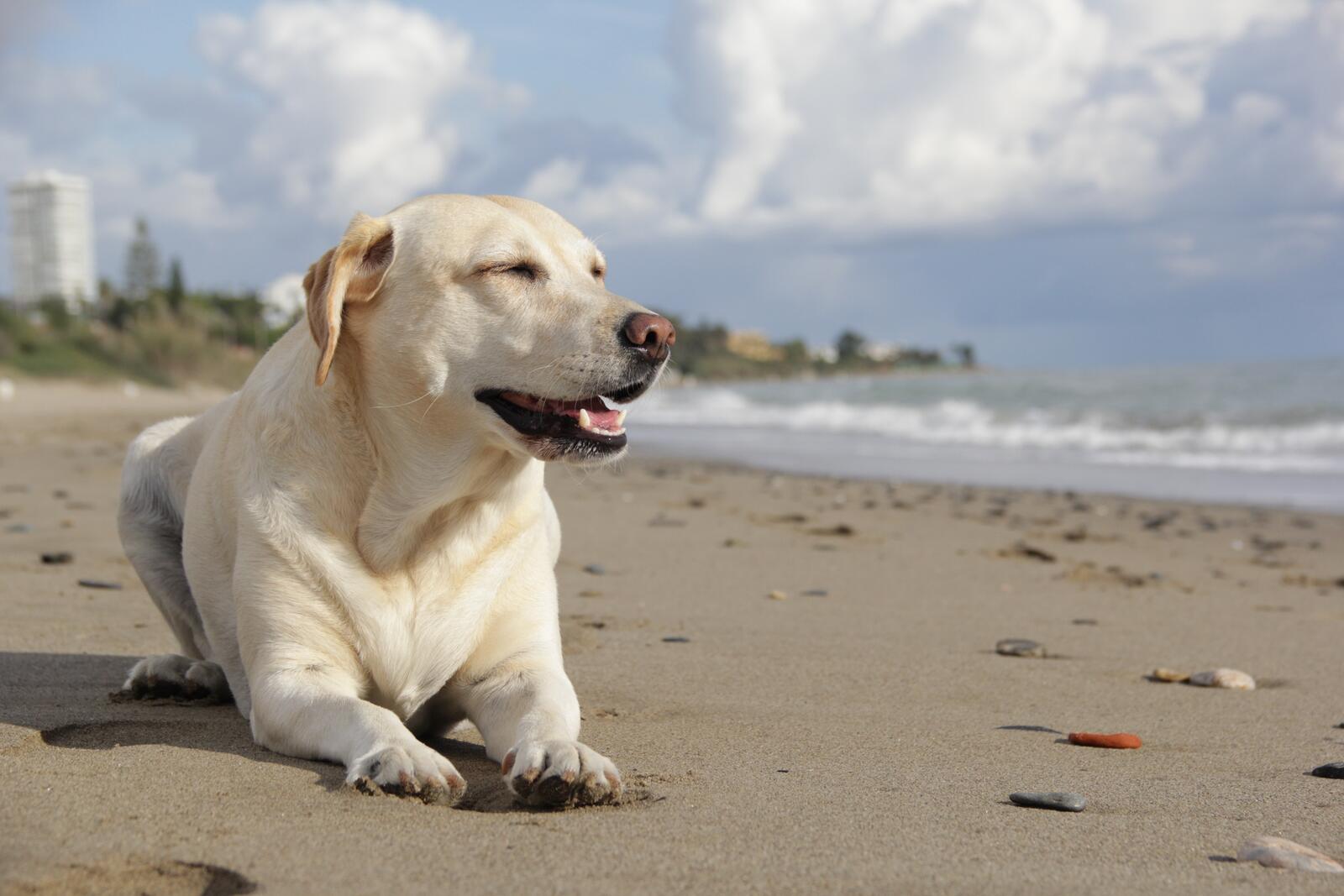 Обои пляж песок собака на рабочий стол
