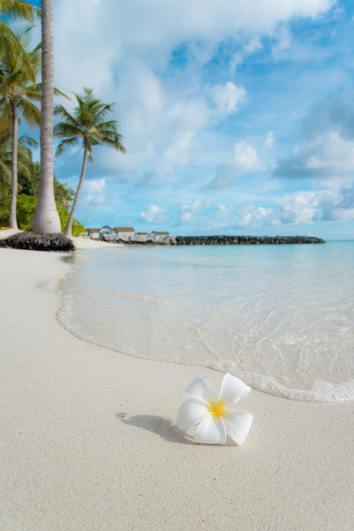 A lonely white flower on a sandy beach