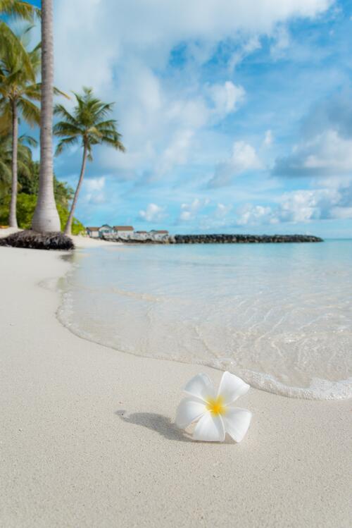 Одинокий белый цветочек на песчаном пляже