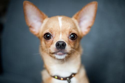 Portrait of a little chihuahua