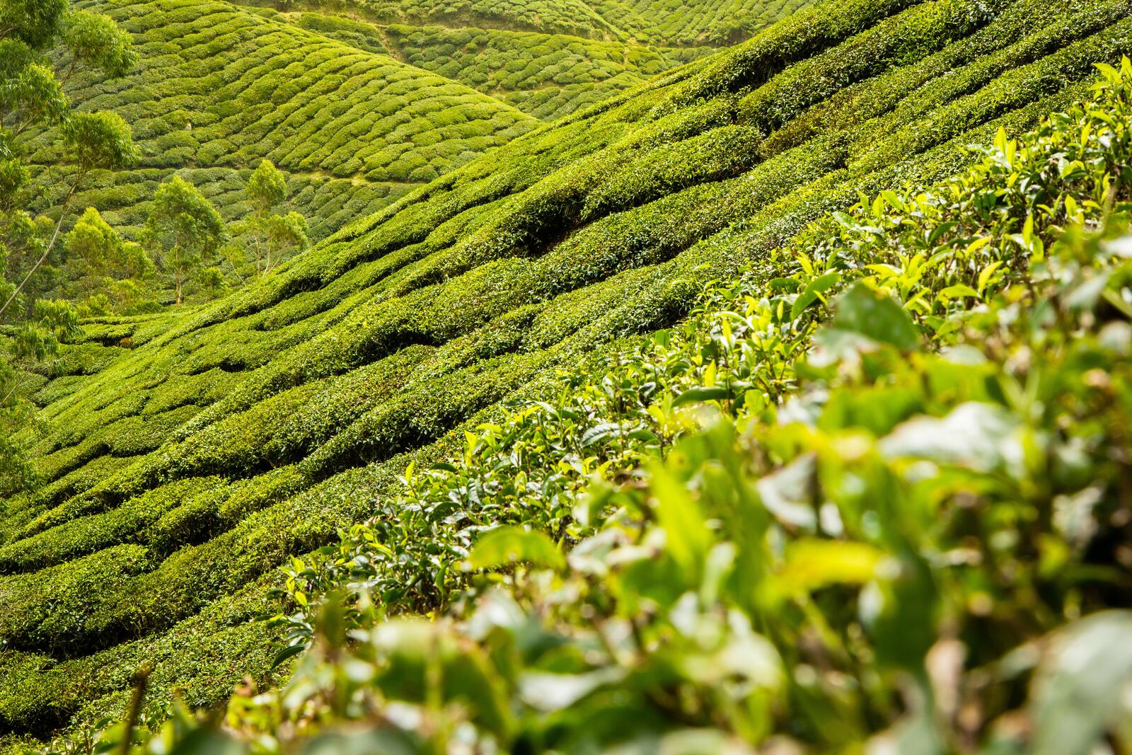 Бесплатное фото Поля с зеленым чаем в юго-восточной азии