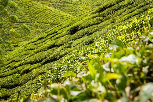 Green tea fields in southeast Asia