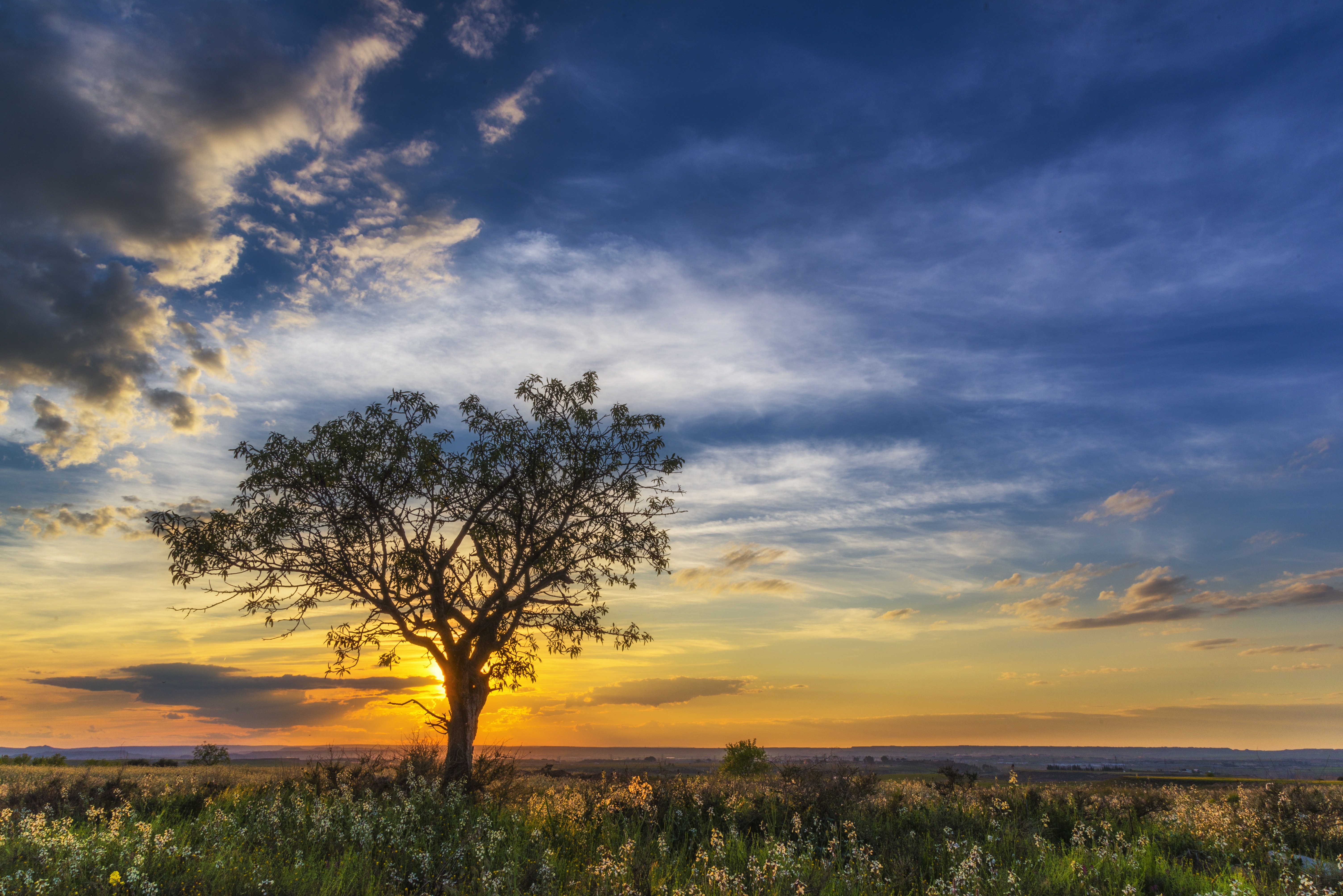 A lone tree in a field at sunset