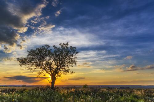 夕阳下田野里的一棵孤树