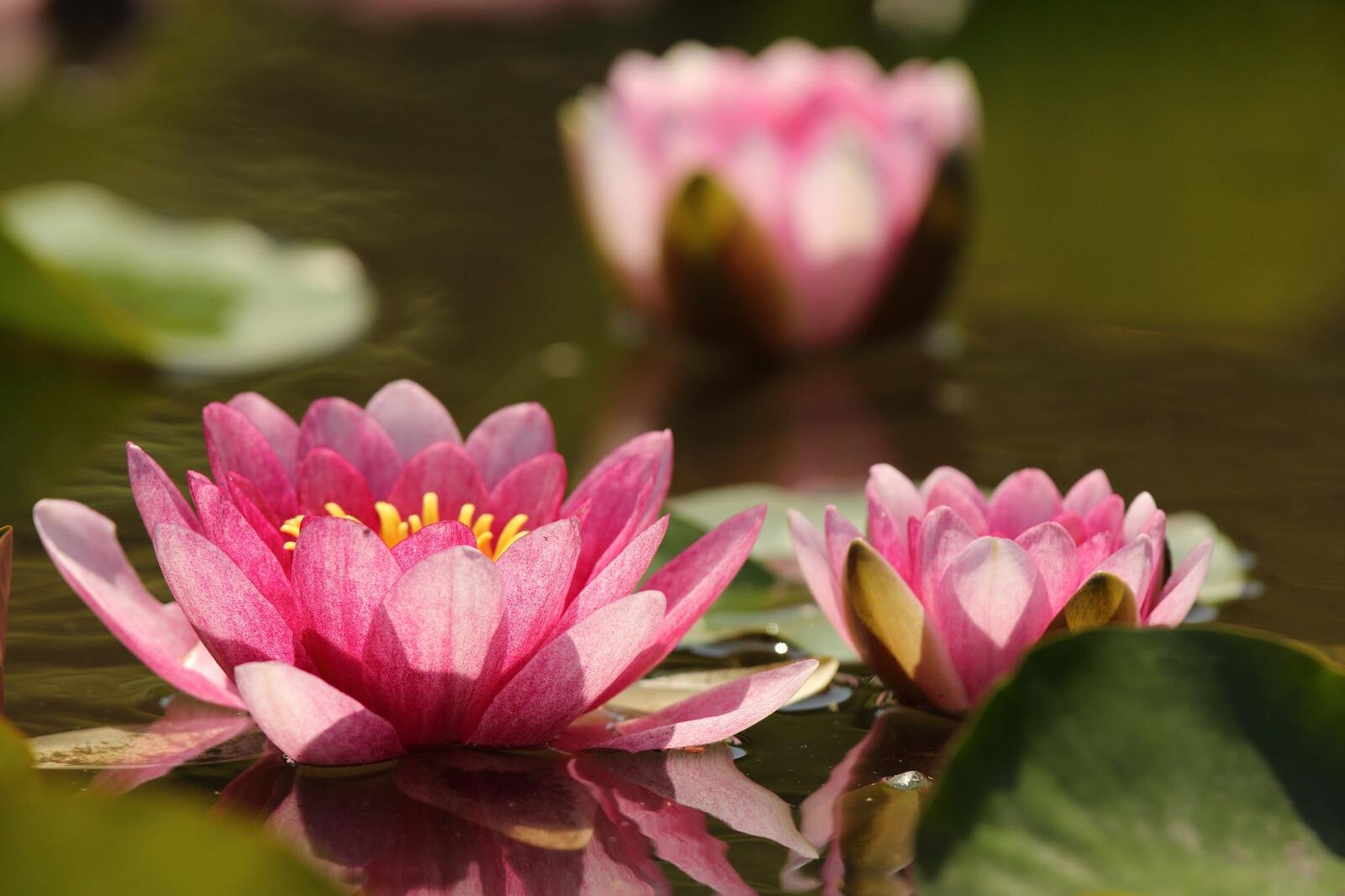 Wallpapers leaves blury wallpaper pink water lily on the desktop