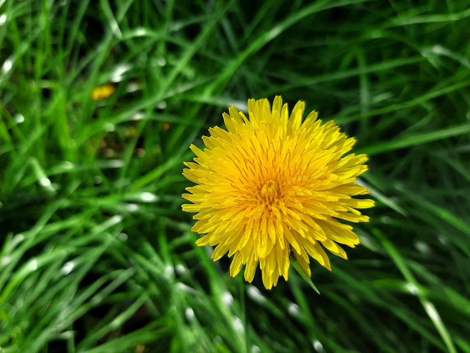 Free photo A yellow dandelion among the green grass