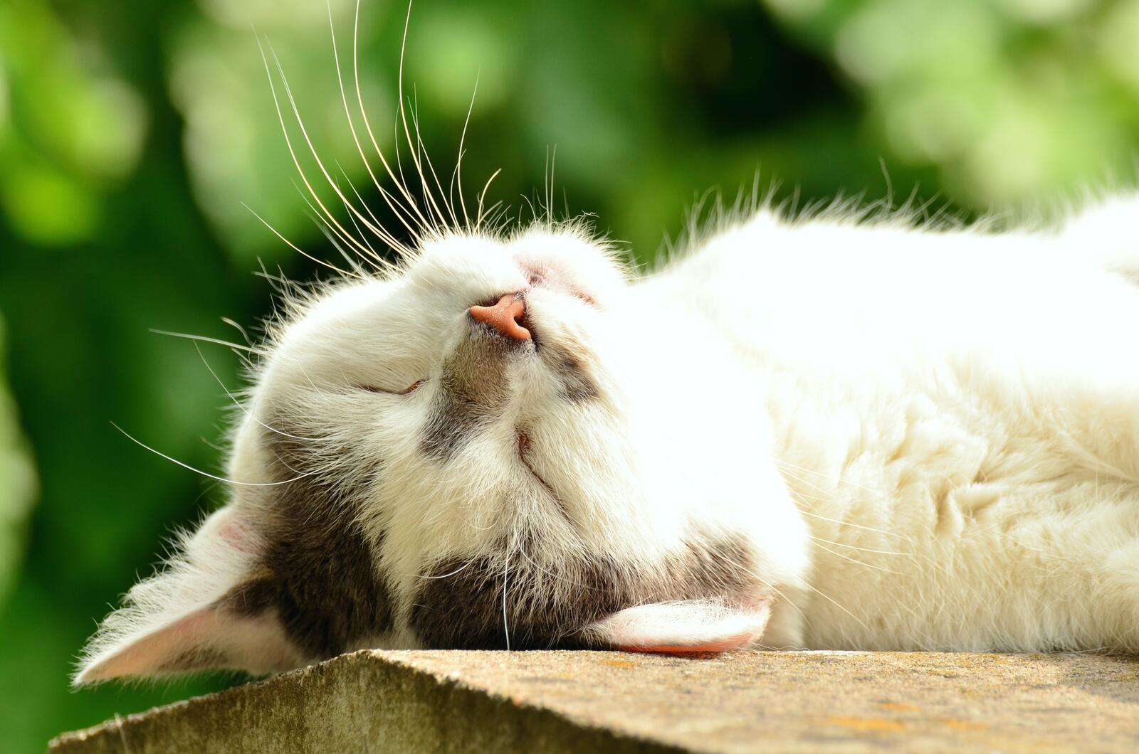 Бесплатное фото Картинка со спящим котиком на природе