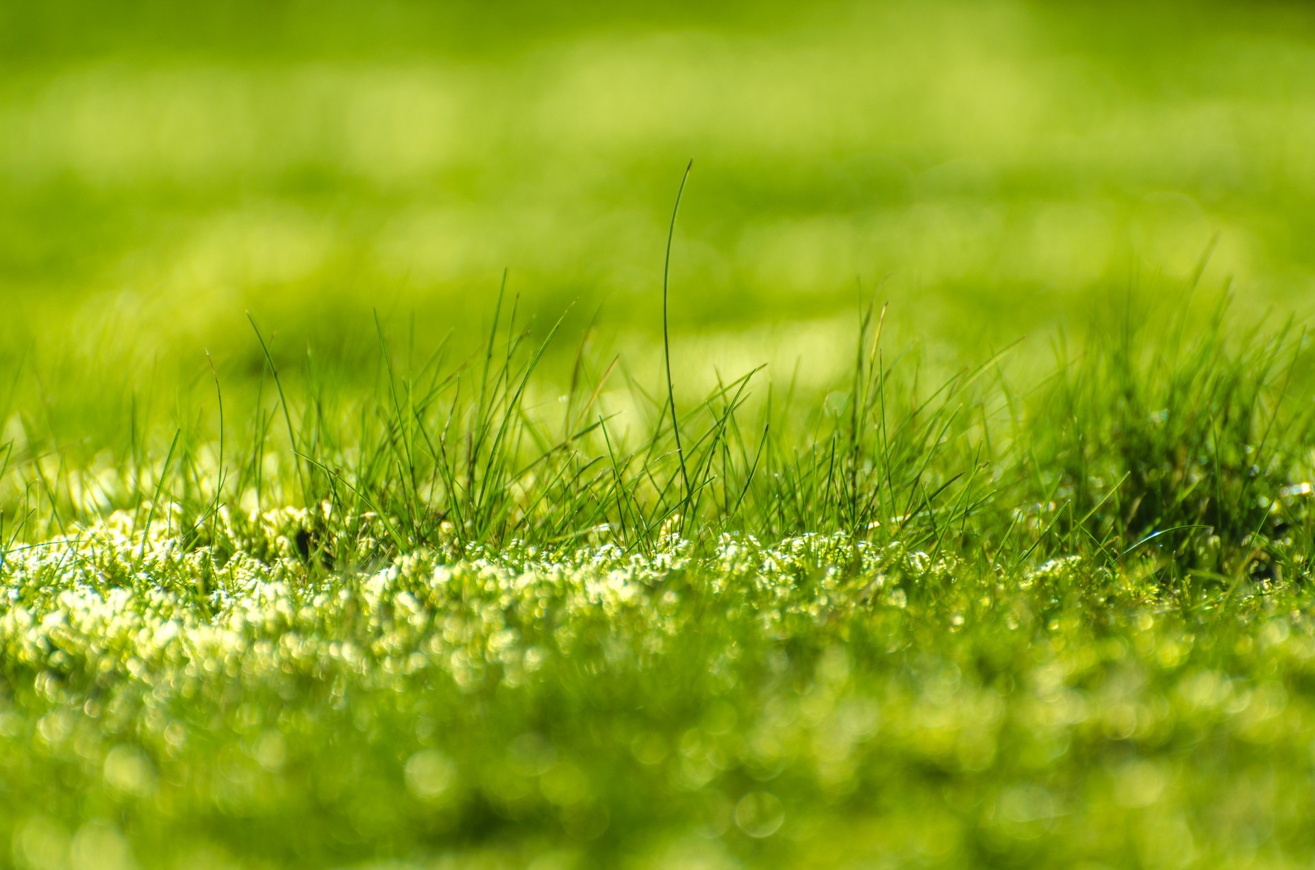 Бесплатное фото Обои с зеленой травой