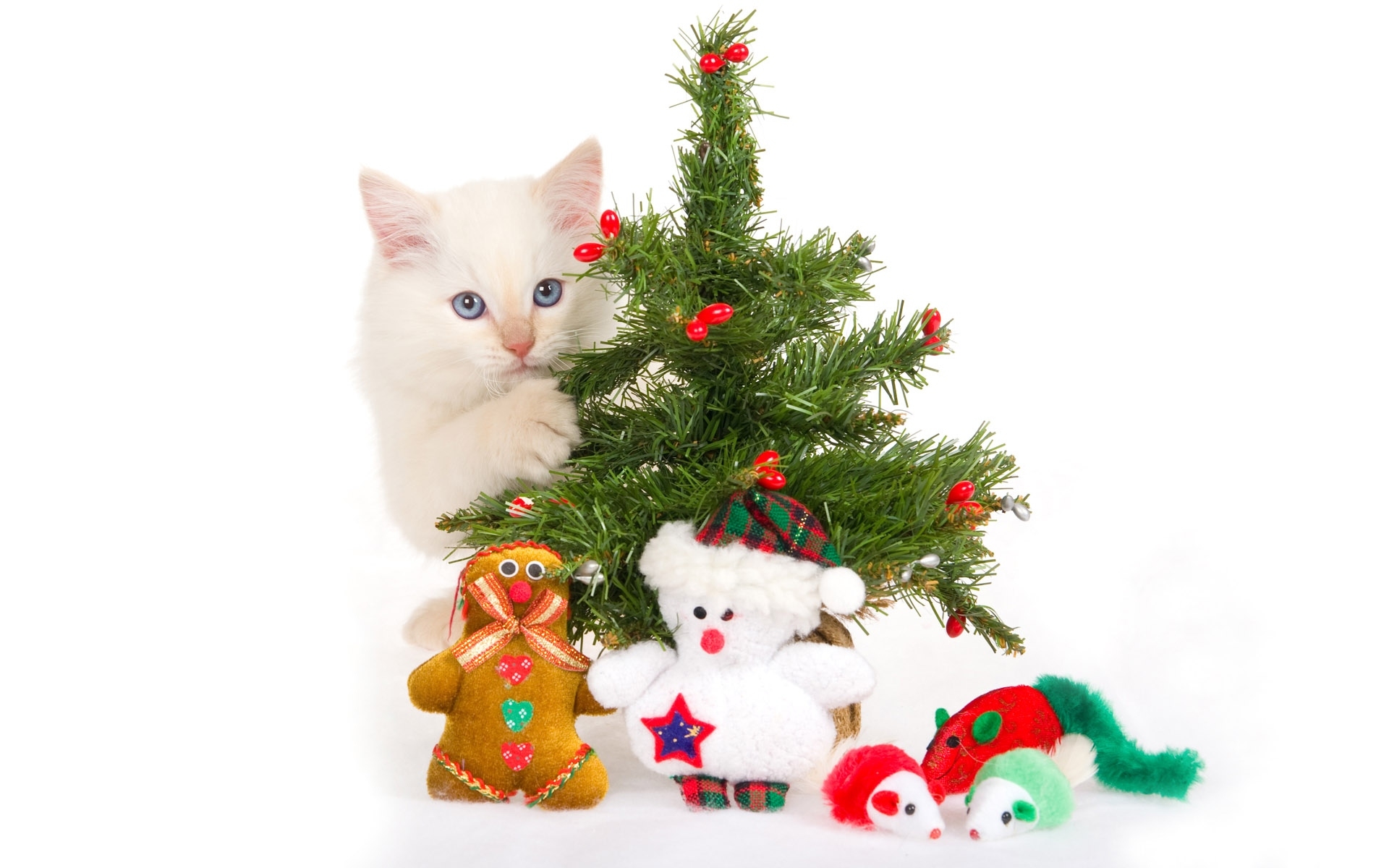 免费照片一只白色小猫和一棵圣诞树