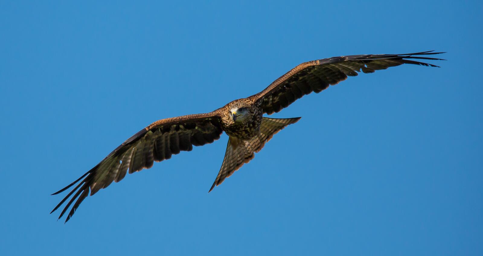 Бесплатное фото Орел расправив крылья летит на фоне синего неба
