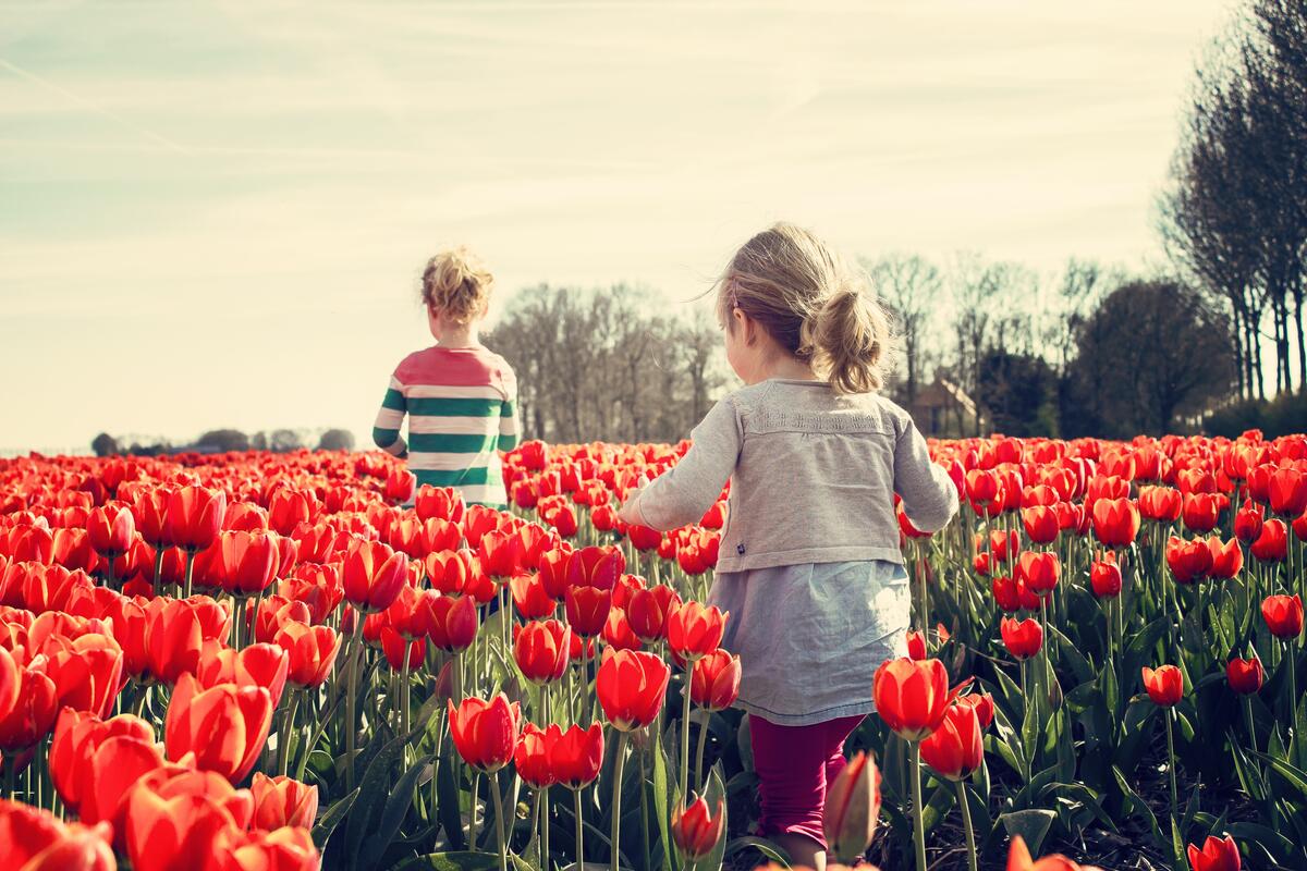 Children walking through a field of red tulips