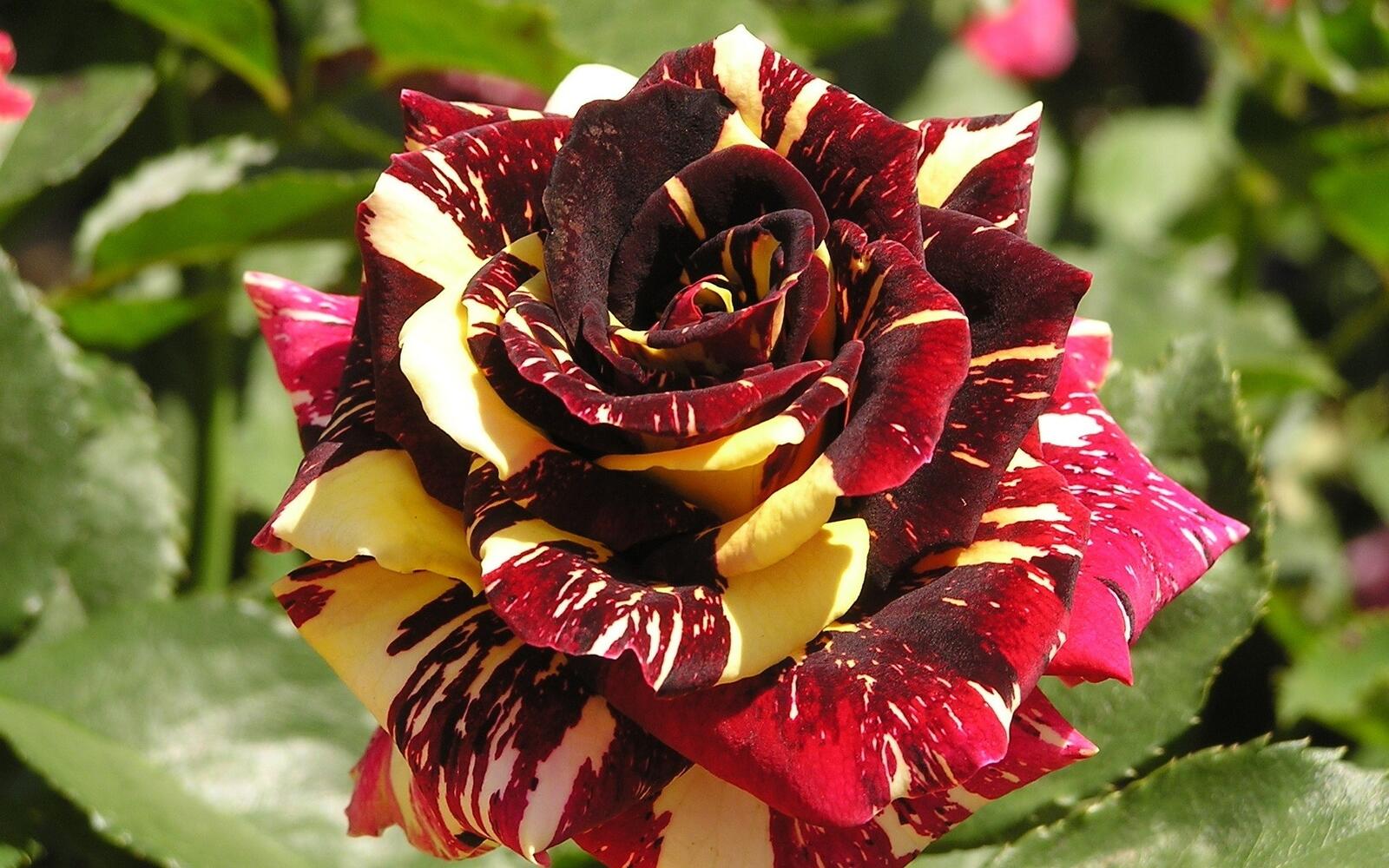 Бесплатное фото Бутон красно-белой розы
