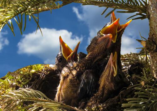 The chicks in the nest are begging for food.