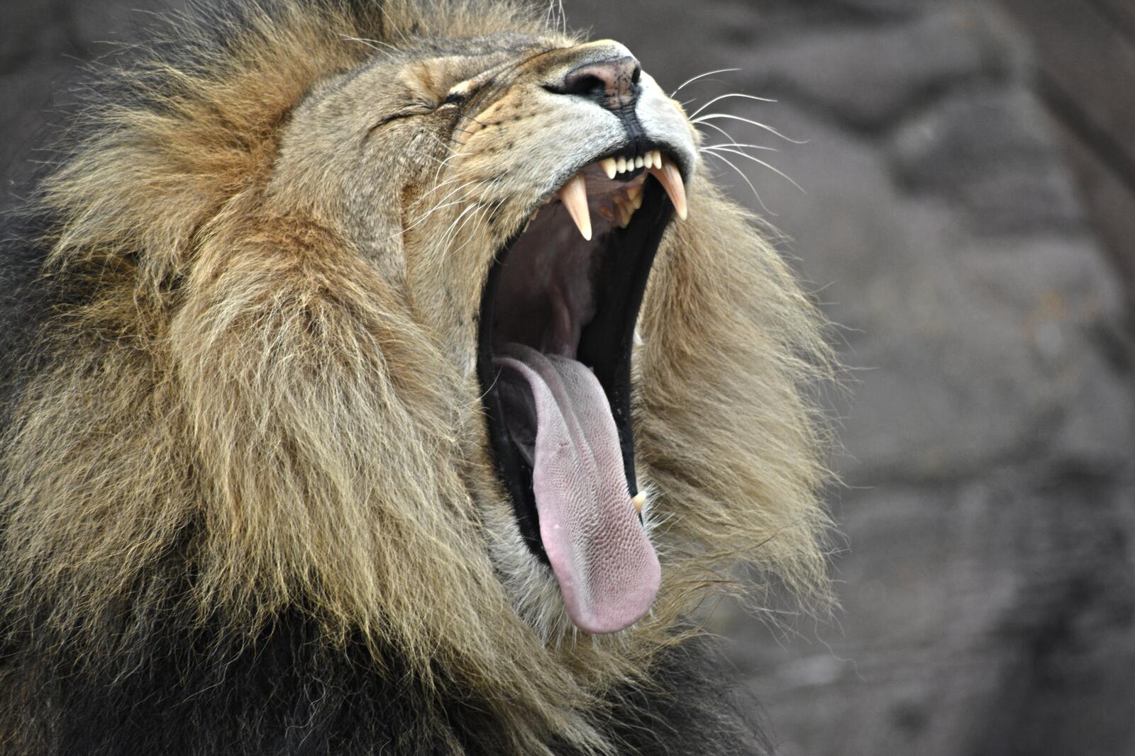 Бесплатное фото Большая пасть льва