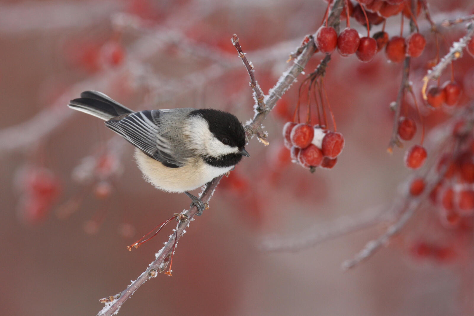 Free photo A tit eats red berries