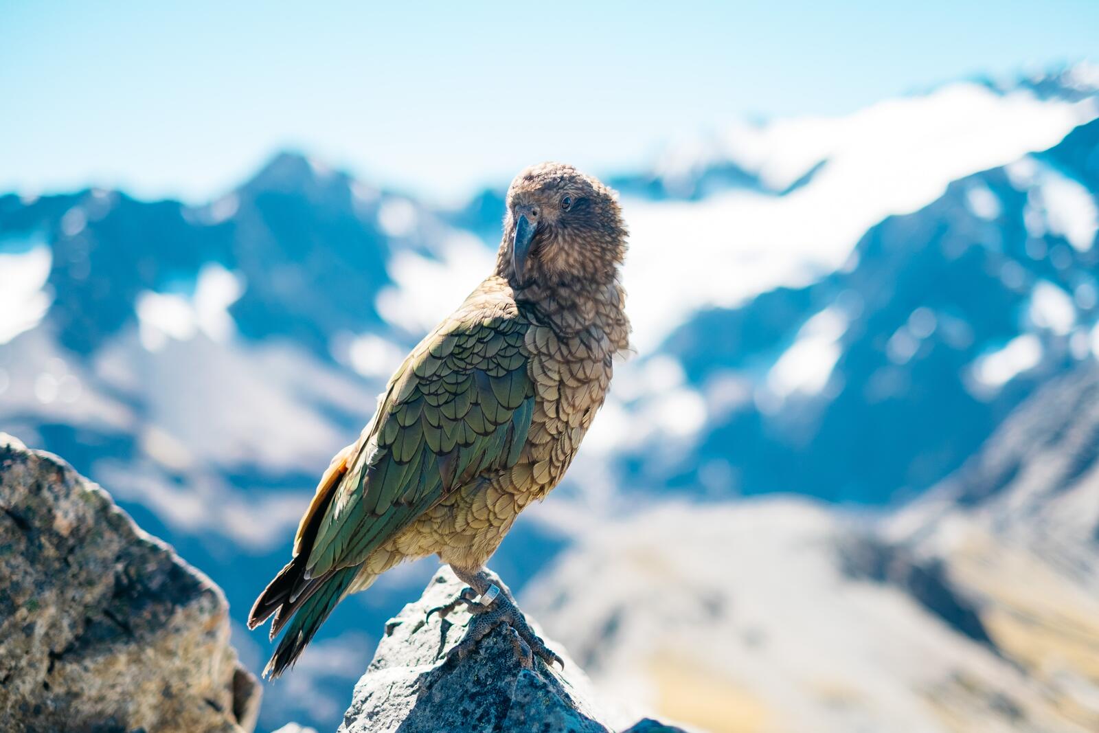 Free photo Mountain Parrot