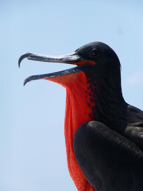 Portrait of a Frigate bird with a red breast