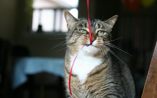 A cat playing with a red rope