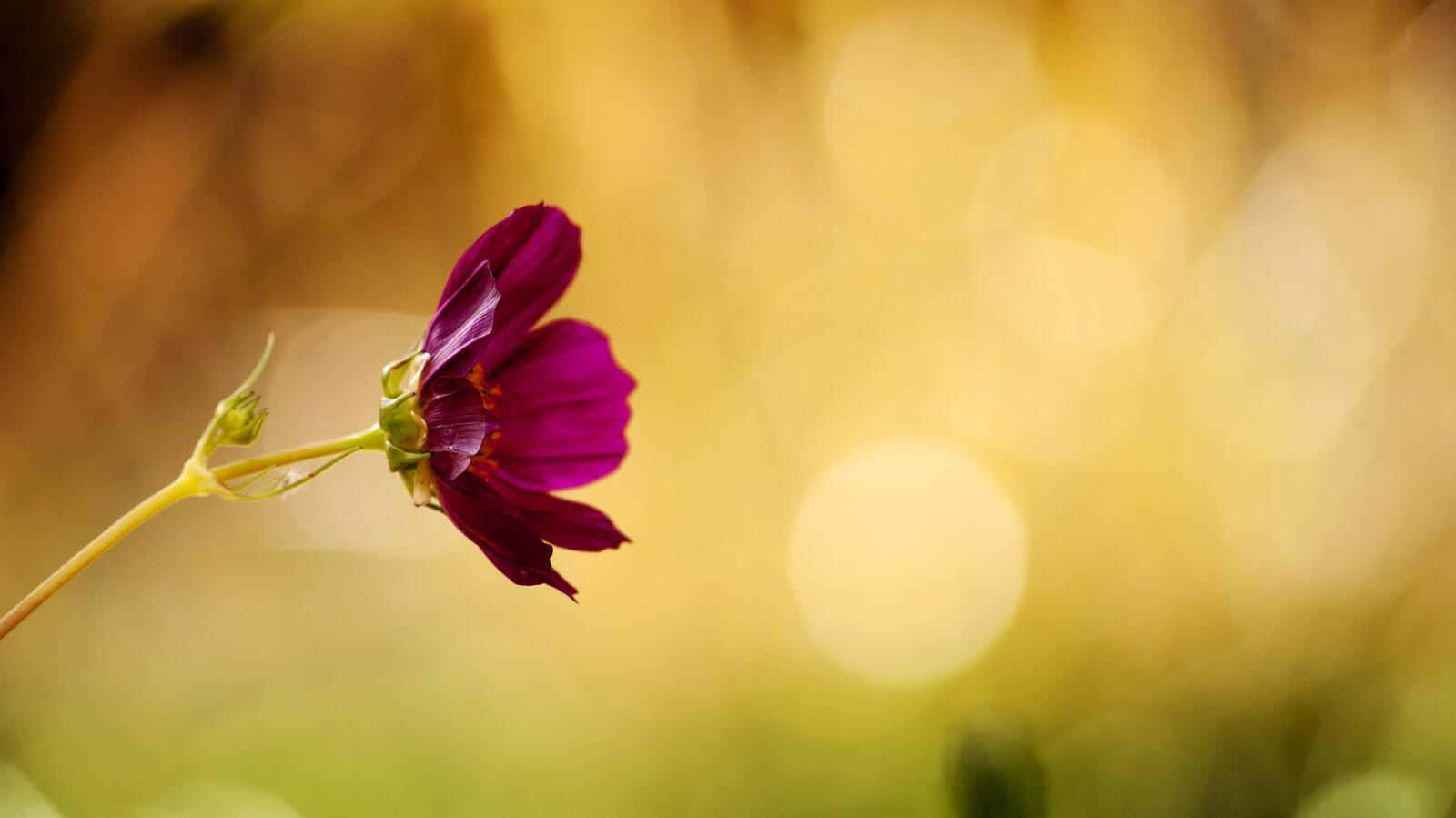 Бесплатное фото Одинокий цветок темно-красного цвета