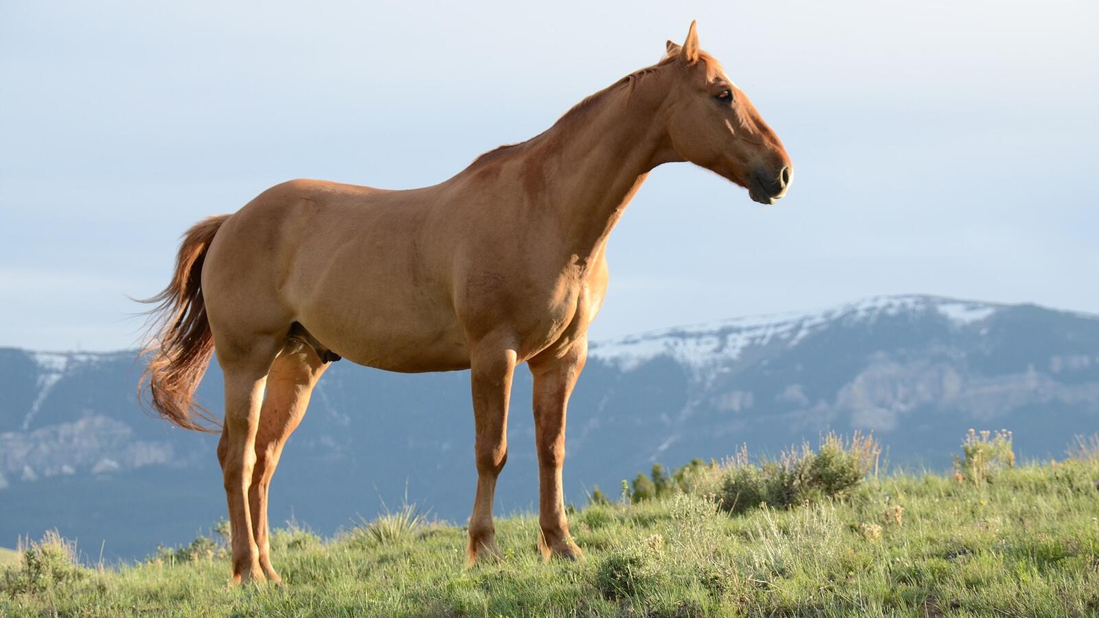 Бесплатное фото Конь стоит на поле