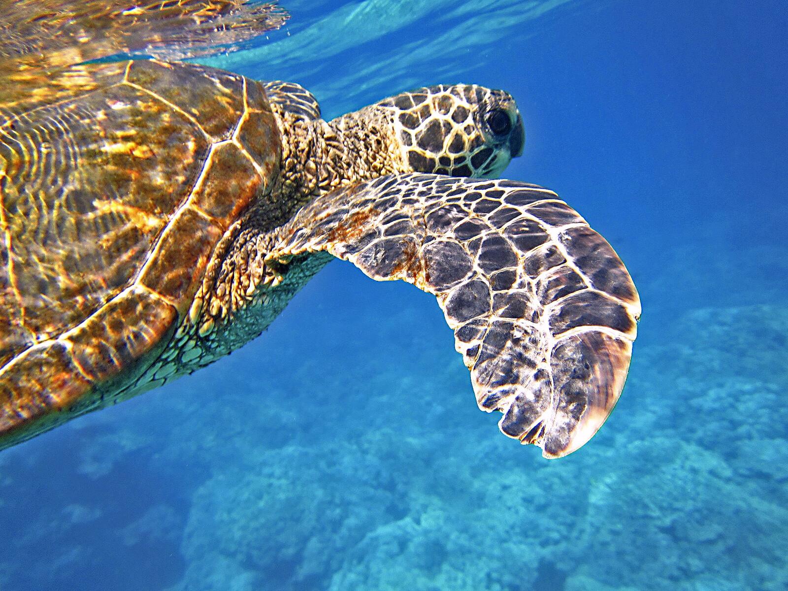 免费照片一只海龟在水面附近游动。