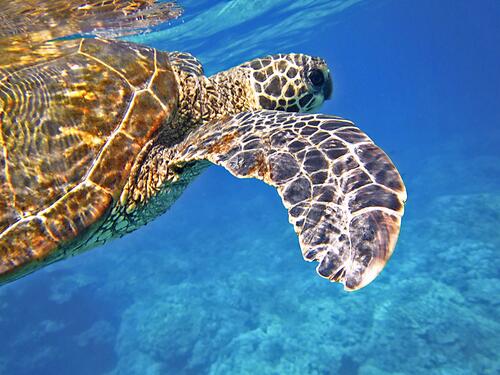 Морская черепаха плывет у поверхности воды