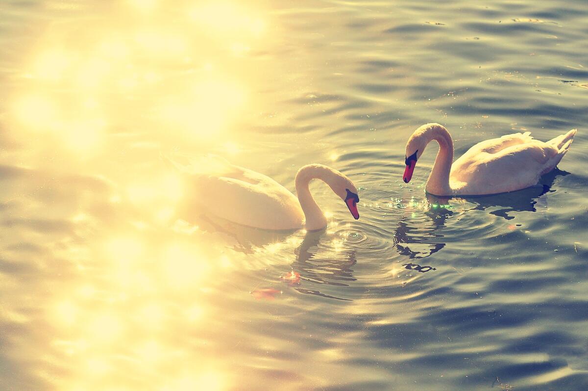 Two white swans on a sunny lake.