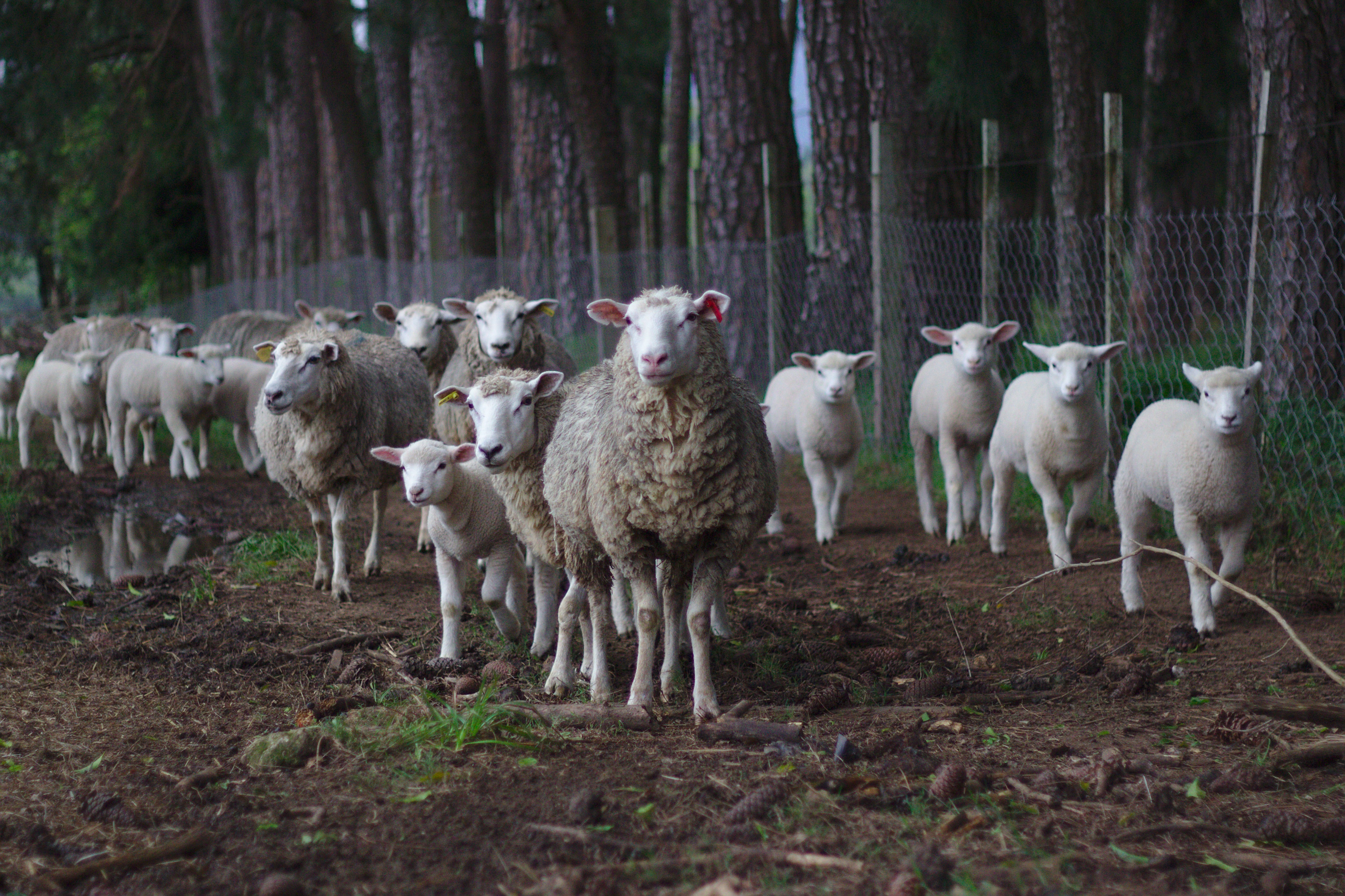 A flock of sheep on a farm stands near the woods