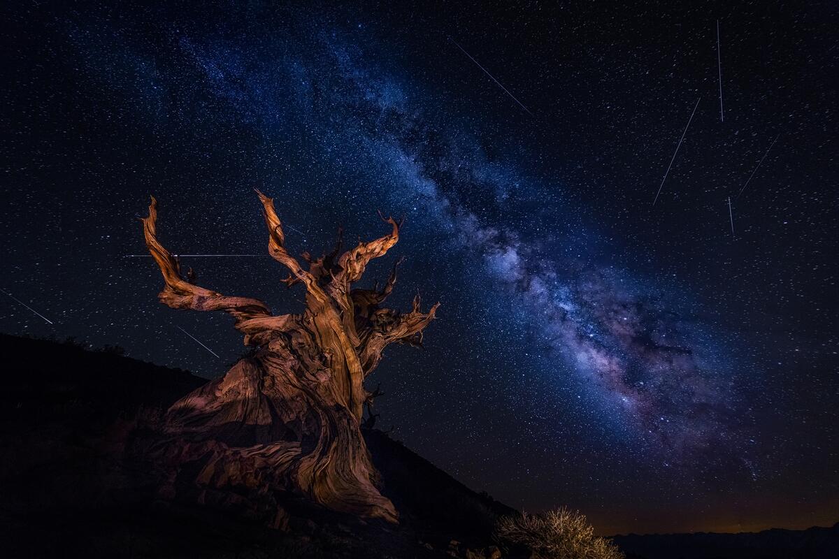 The tree against the milky way