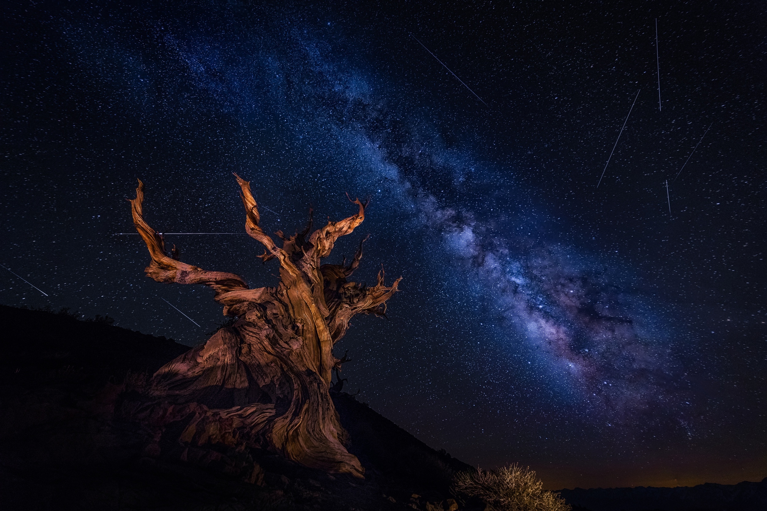 Free photo The tree against the milky way