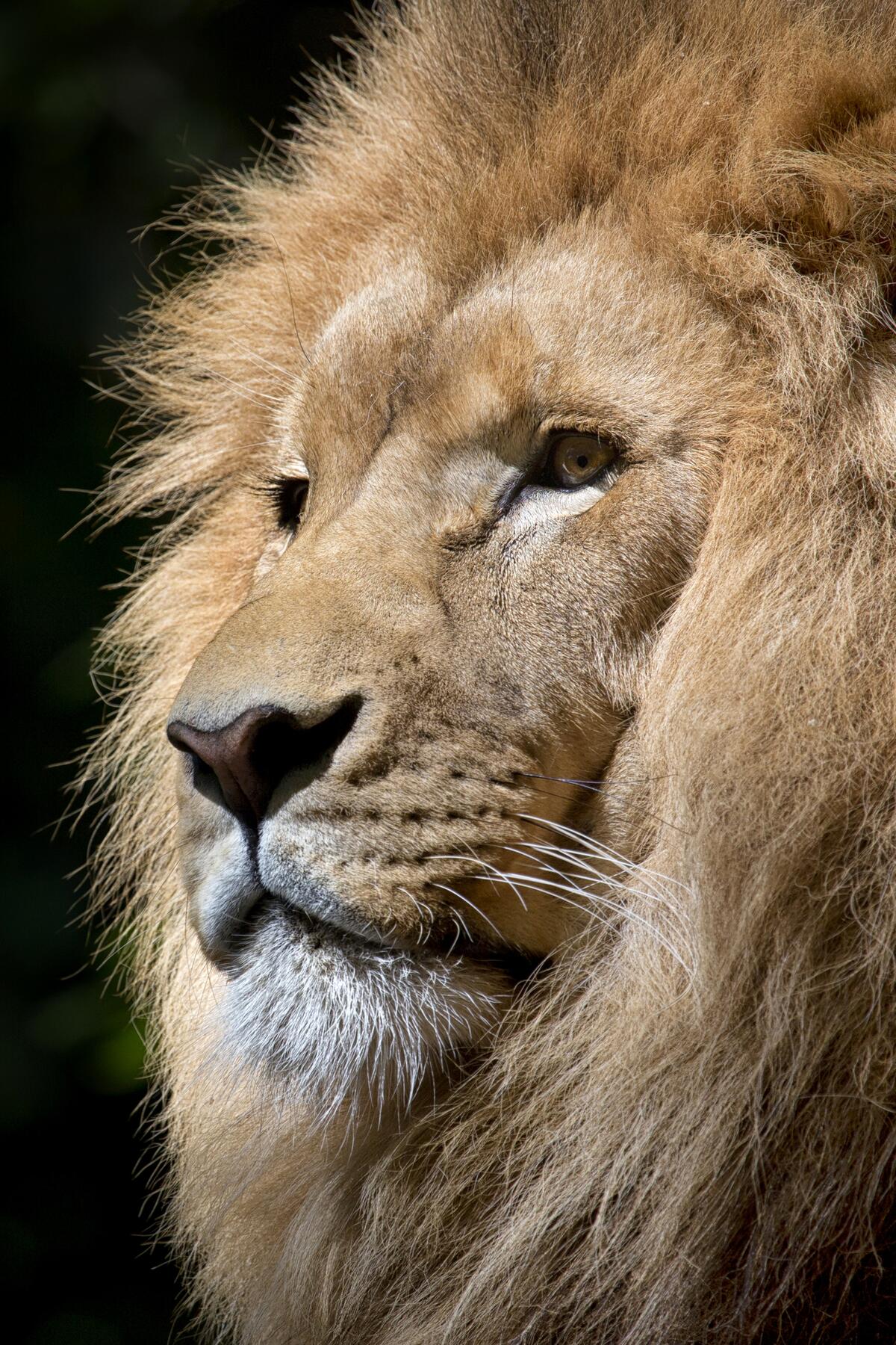 Portrait of an adult lion with a thick mane